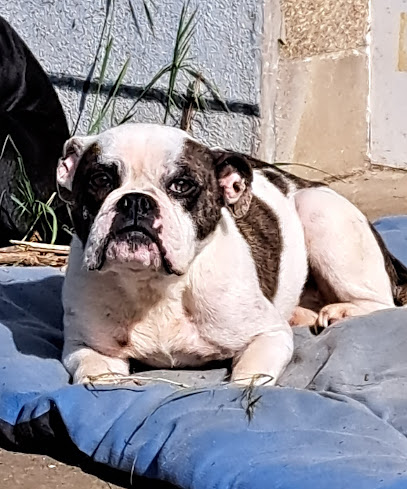Au Paradis Des Boubous Éleveur De Chiens à Cohiniac