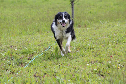 Les Étoiles D'occitanie, Pension Pour Chien à Castelnaudary