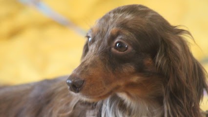 Des Merveilles de Lérie, Eleveur de Chiens à Vence