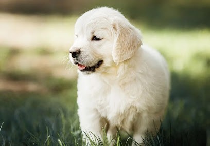 SARL Roulette, Eleveur de Chiens au Teilleul