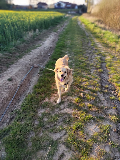 Mon Apprentissage Pas À Pattes - Educatrice Et Comportementaliste Canin - Naturopathe Canin -Médiation Animale, Dresseur De Chiens à Boulay-Moselle