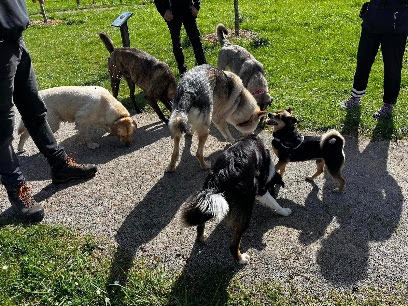 Au Bonheur Du Chien | Education Canine, Dresseur De Chiens à Voiteur