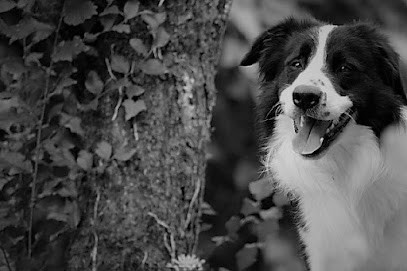 KLD éducateur canin, Dresseur de Chiens à Plessis-Saint-Jean