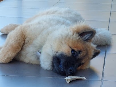 Jereylle, Eleveur de Chiens à Cuxac-d'Aude