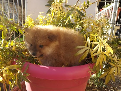 le jardin d'eden, Eleveur de Chiens à Haute-Rivoire