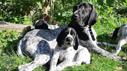 Elevage Du Bruil Saint Amand, Eleveur de Chiens à Bruille-Saint-Amand