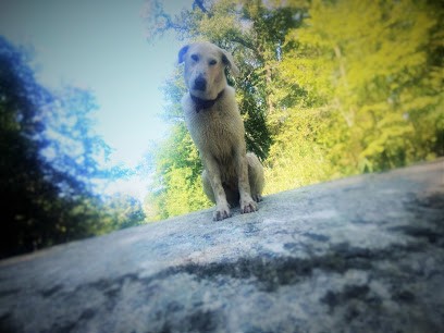 Intuitions Canines - Educateur canin à domicile - Loire, Dresseur de Chiens à Saint-Laurent-Rochefort