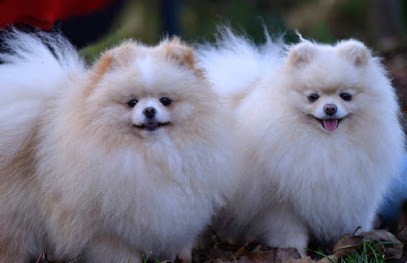 Elevage de Spitz nain luxury pom, Eleveur de Chiens à Gundolsheim