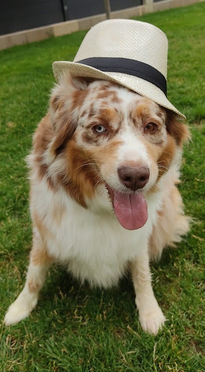Instant Animal, Dresseur de Chiens à Noiron-sous-Gevrey
