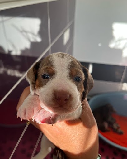 Courtepatt', Eleveur de Chiens à Brunelles