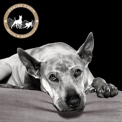 Pension Canine Meute Et Merveille | Elevage De Thaï Ridgeback Et Berger Allemand, Pension pour Chiens à Cambounès