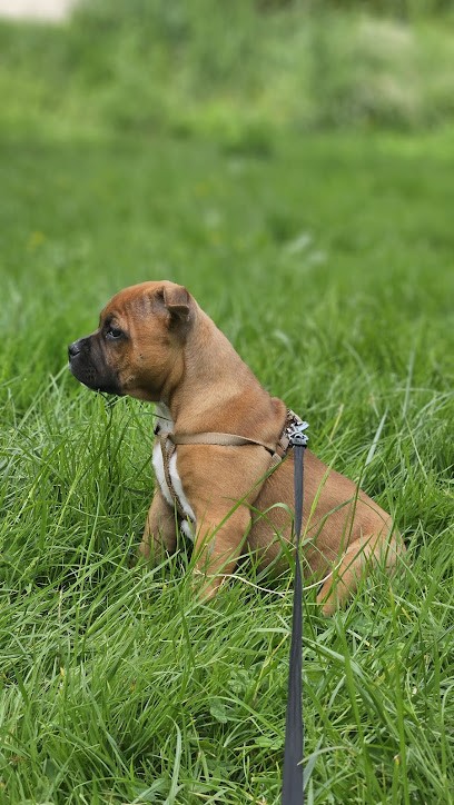 Kingdom’s Diamond, Eleveur de Chiens à Savigny-sous-Faye