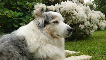 NathAnimaux Educatrice Comportementaliste Canin Et Félin, Dresseur de Chiens à Villers-en-Arthies