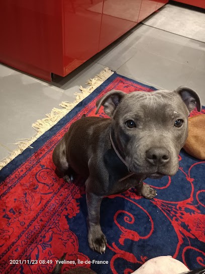 ÉLEVAGE DE STAFFORDSHIRE BULL TERRIER -LOF - S'k IMPERIAL NALA, Eleveur de Chiens à Chanteloup-les-Vignes