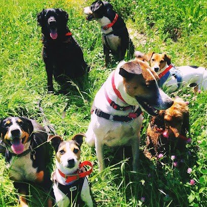 Naturellement Chien Educ - Éducateur Canin - Fleurs de Bach et Communication Animale, Dresseur de Chiens à Ruan-sur-Egvonne