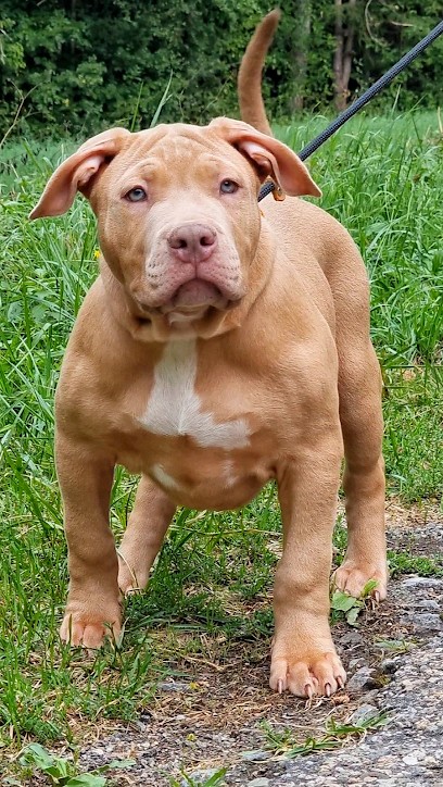 Élevage American Bully XL XXL King Demon Kennels, Eleveur de Chiens à Joncels