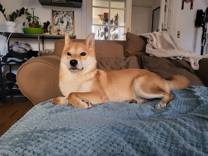 Warg Comportement, Dresseur de Chiens à Rueil-Malmaison