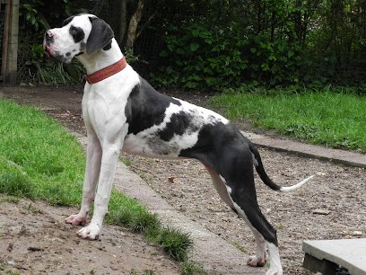 Dogues allemands : Elevage du château du Pival, Eleveur de Chiens à Héricourt-en-Caux