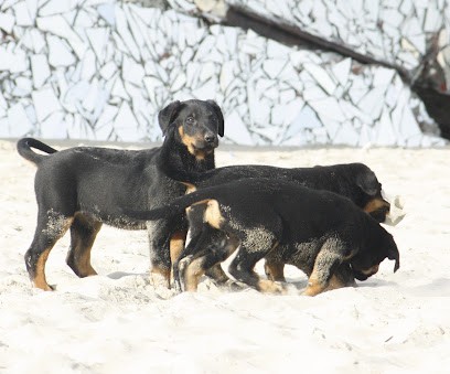 Elevage Du Stuyver Veld, Eleveur de Chiens à Zuytpeene