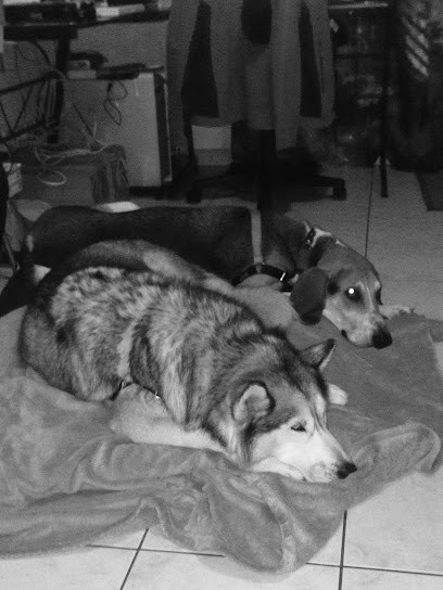 val'eure éducateur canin, Dresseur de Chiens à Saint-Pierre-de-Bailleul