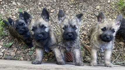 Élevage De La Source De Font Escalières, Eleveur de Chiens à Nîmes
