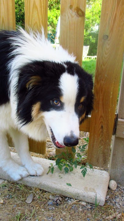 Feliscanis Services, Pension pour Chiens à Cavaillon