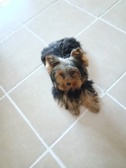 Elevage De La Moncelière, Eleveur de Chiens à Tresboeuf