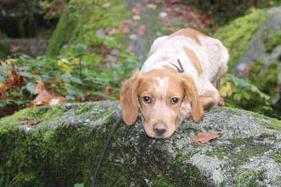 Breeding of Isle of Callac, Eleveur de Chiens à Callac