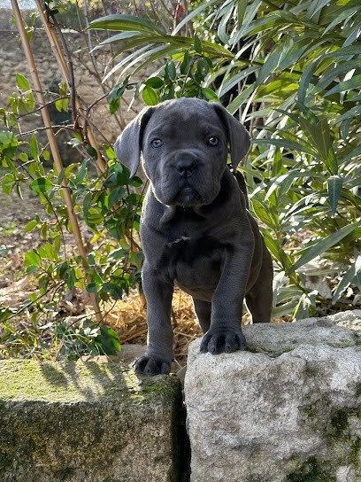 Élevage Au Royaume De Delio, Eleveur de Chiens à Saint-Martin-de-Crau