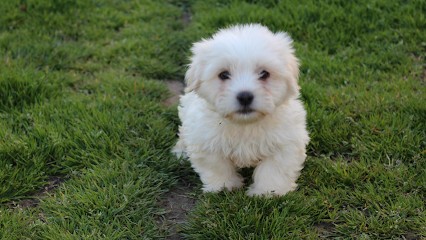 Pelloquin Lydie, Eleveur de Chiens au Perrier