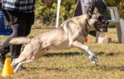Instinct Sauvage, Pension Pour Chien à Pézenas