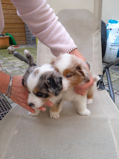 Les Pts Trésors De Mamie, Éleveur De Chiens à Eincheville