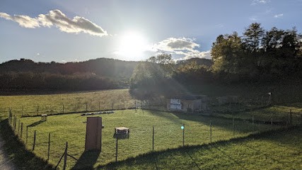 Canis Educo - éducatrice Canine, Dresseur de Chiens à Saint-Vérand