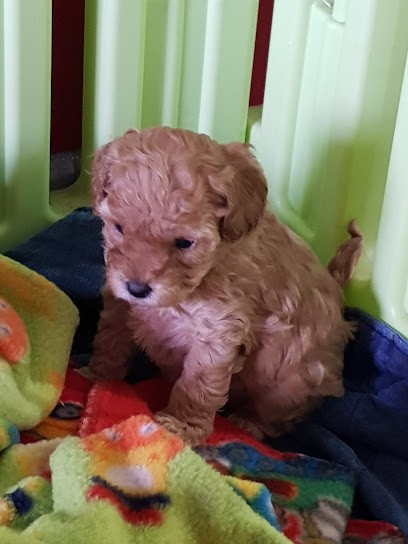 Elevage Family Guiz, Eleveur de Chiens à Dammarie-les-Lys