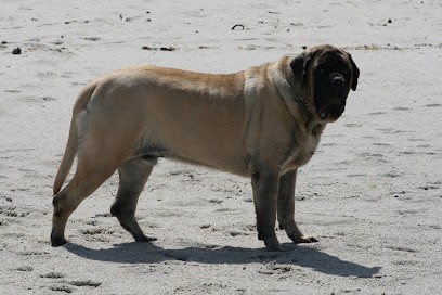 Mastiffs Villa Graf & Bel Air, Eleveur de Chiens au Hohwald