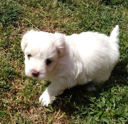 Loyau Martine, Eleveur de Chiens à Monestier
