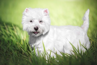 Élevage Des Collines De Provence, Eleveur de Chiens à Fuveau