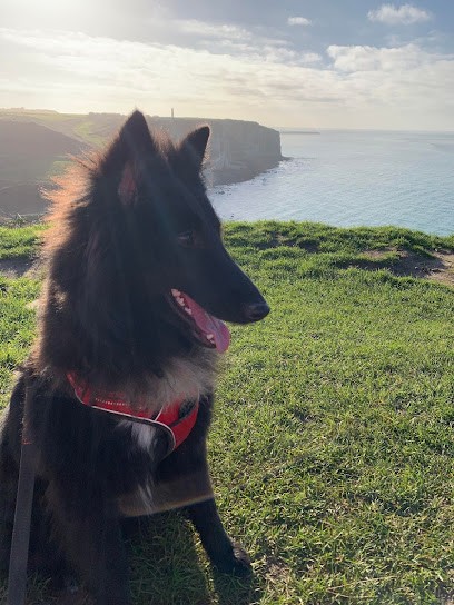 J'M Les Chiens Educateur Canin Le Havre :Diplome Professionnel/ ACACED Chiens Chats, Dresseur de Chiens à Mannevillette