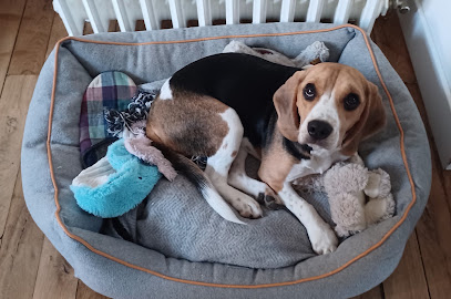 Flair Et Moi Dresseur De Chiens à Limoges