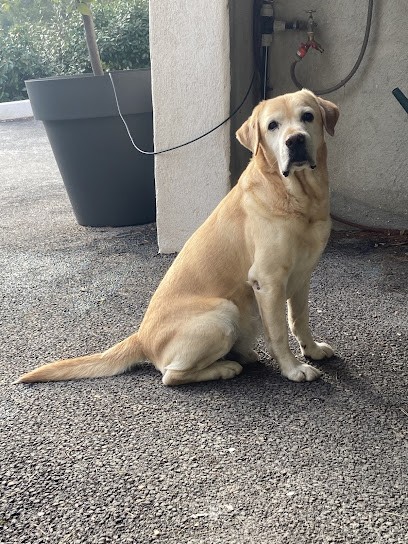 Elevage des Collines de Castellaras, Eleveur de Chiens à Tourves