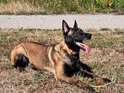 Malinois du Bois des Trembles, Eleveur de Chiens à Creutzwald