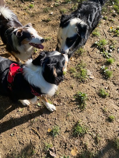 A Tour De Patte, Educatrice Comportementaliste Canin Et Félin, Dresseur de Chiens à Loivre