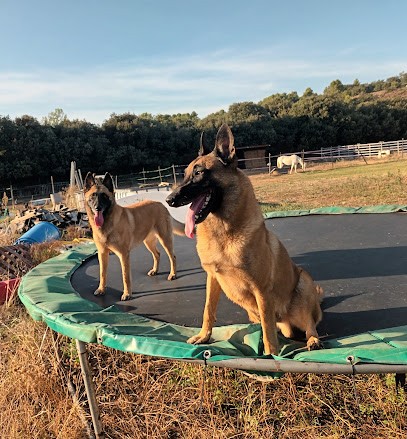 Centre D Éducation Canine Du Ventoux, Dresseur de Chiens à Mazan