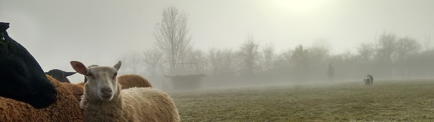 Rhône-Alpes Border Collie, Eleveur de Chiens à Saint-Romain-de-Surieu