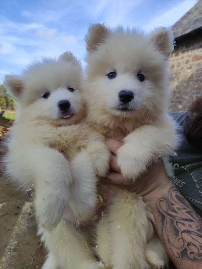 Domaine de la Pasquerie, Eleveur de Chiens à Saint-Denis-de-Gastines