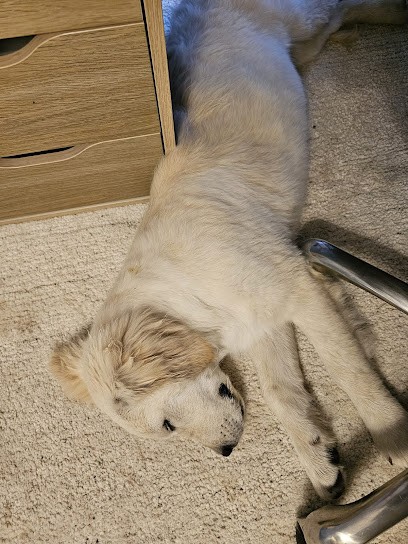 Elevage Golden Retriever du Haut Flécheray, Eleveur de Chiens à Bonchamp-lès-Laval