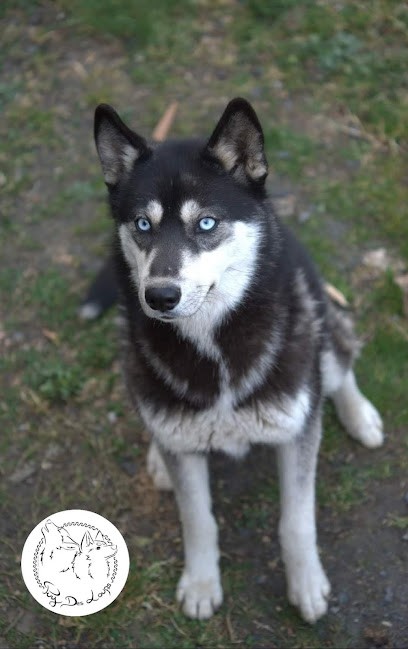 Puy Des Loups : Elevage de husky sibérien LOF et testés, Eleveur de Chiens à Saint-Bonnet-près-Orcival