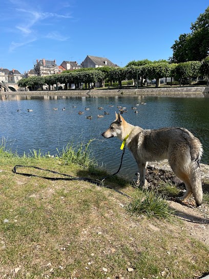 CANEM - Berry - Éducation Canine, Dresseur de Chiens à Massay