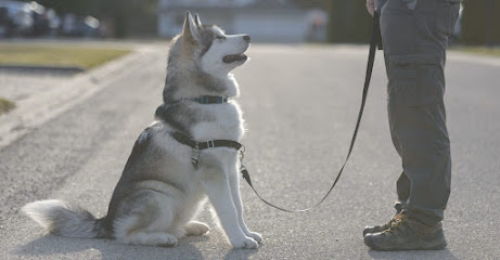 Dog Imperial - Rééducation De Chiens Agressifs Dresseur De Chiens à Montpellier