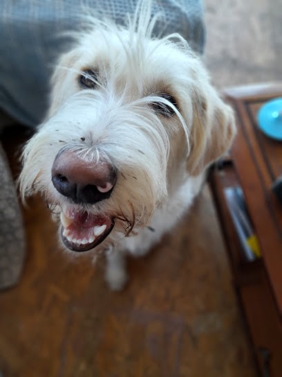 Coach Canin 83, Dresseur de Chiens à Tourrettes